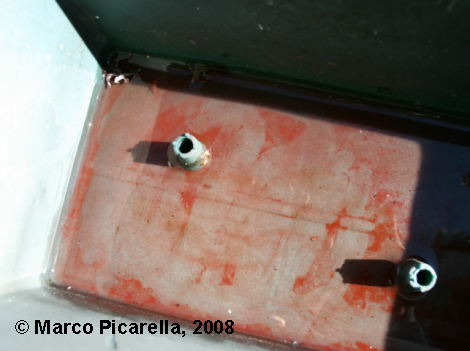 Haematoccus pluvialis